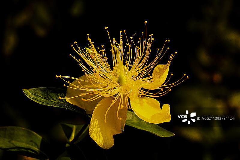 金色的 金丝桃图片素材