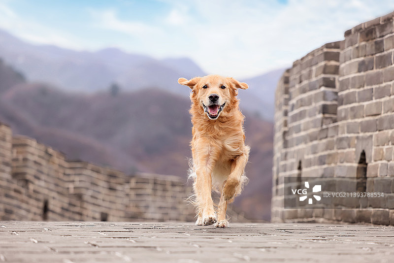 长城上的金毛寻回犬图片素材