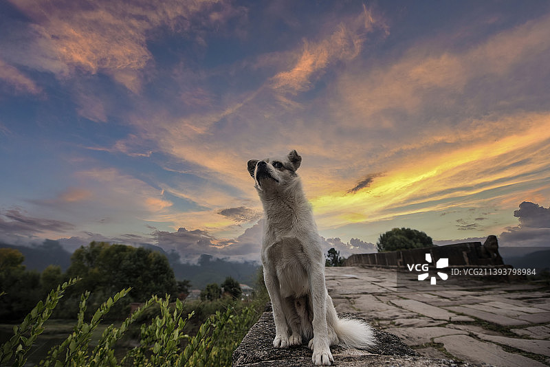 等主人的狗图片素材