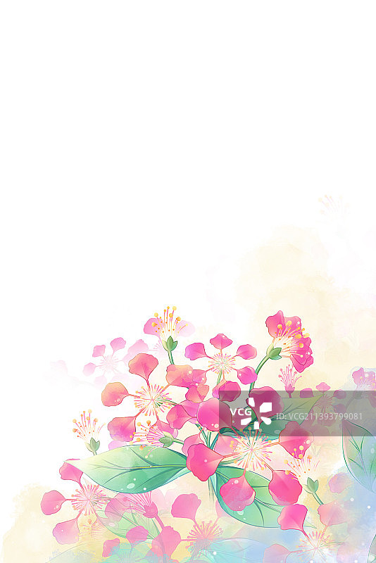 粉色唯美浪漫水彩紫薇花插画，搭配白色背景图片素材