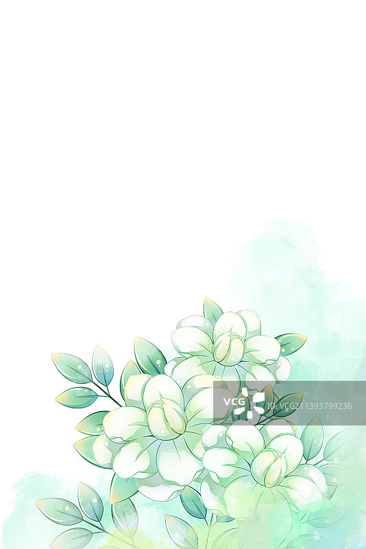 浅绿色唯美浪漫水彩茉莉花插画，搭配白色背景图片素材