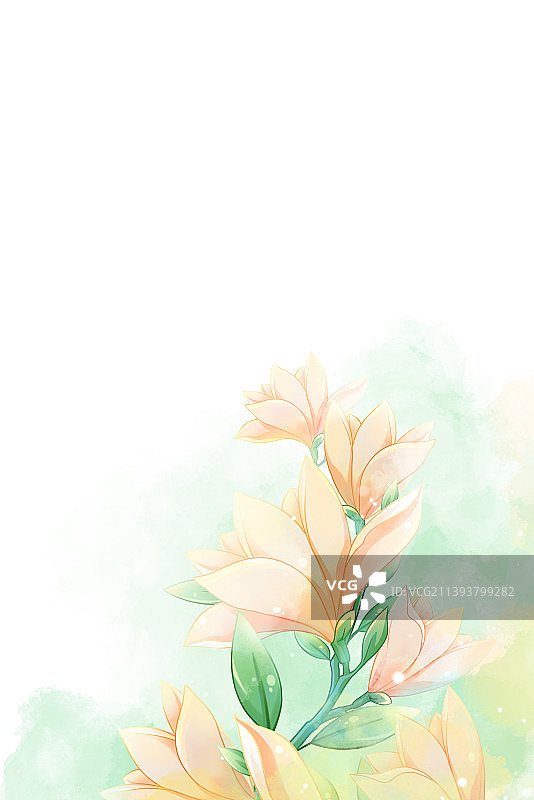 唯美浪漫水彩玉兰花插画，搭配白色背景图片素材