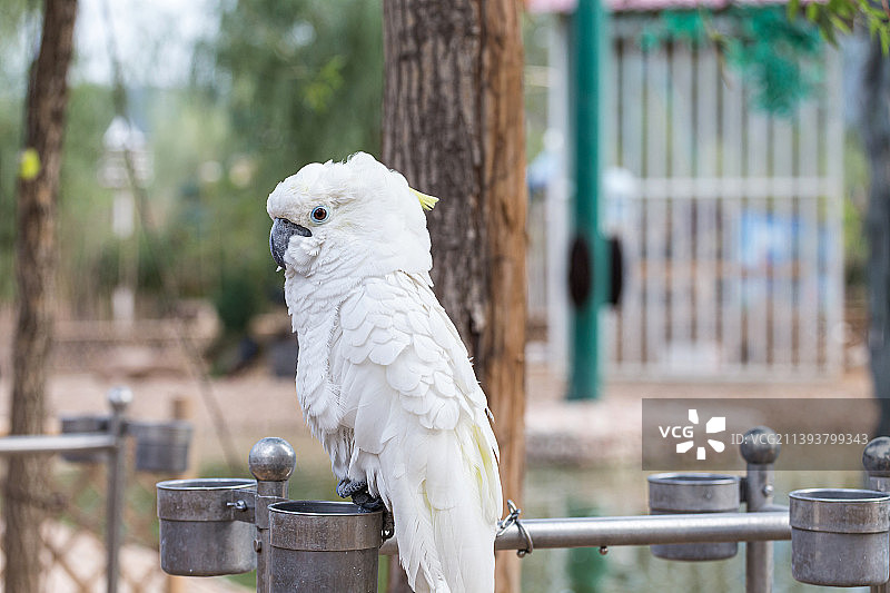 动物园里的白色鹦鹉图片素材