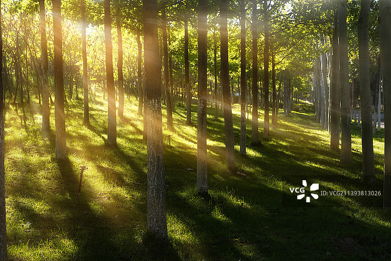 森林里的丁达尔光图片素材