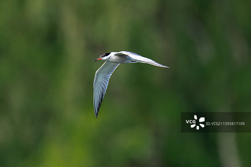 燕鸥(雄性)展翅图片素材