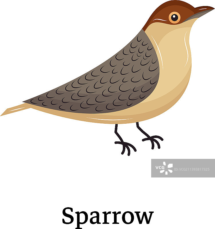 雀形目图片素材