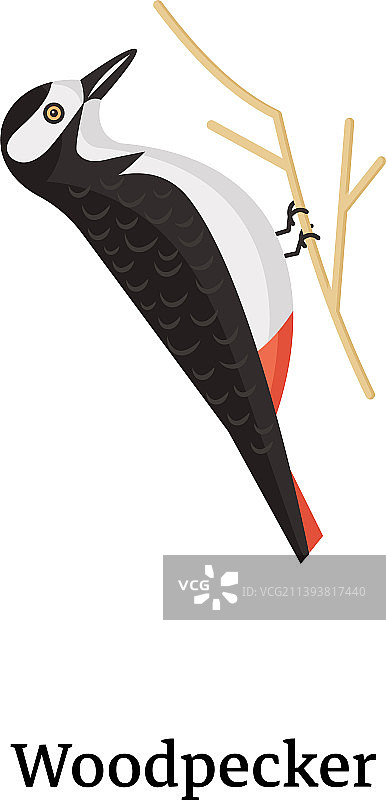 啄木鸟图片素材
