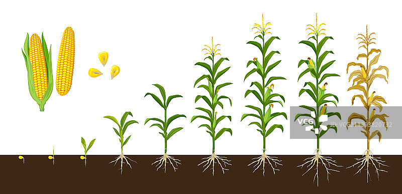 玉米生长阶段：蔬菜作物植物图片素材