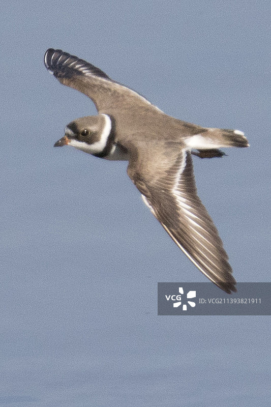 半蹼鹬飞行图片素材