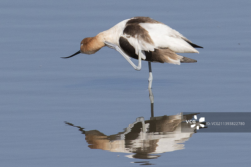 反嘴鹬在水中挠痒图片素材