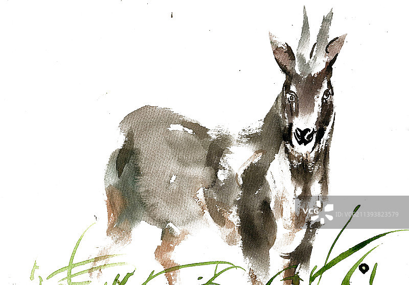 黑色的小羊图片素材