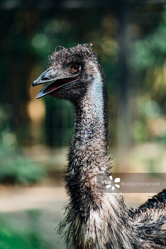 烈日下的鸸鹋图片素材