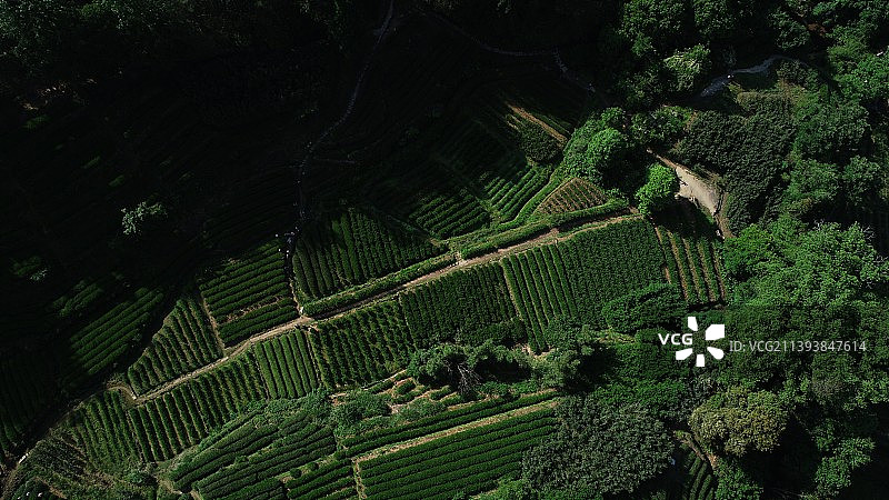 武夷山岩茶生态图片素材