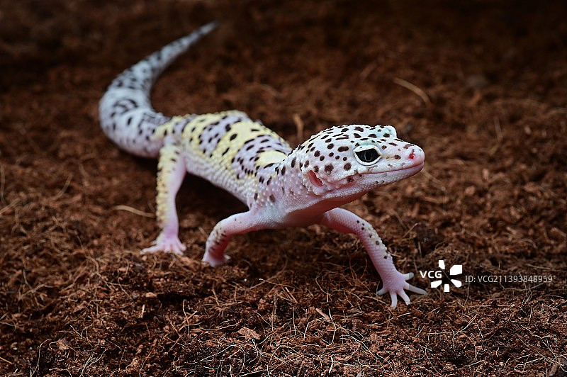 豹纹守宫图片素材