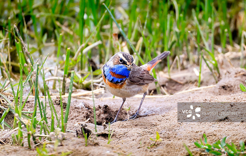 蓝喉歌鸲图片素材