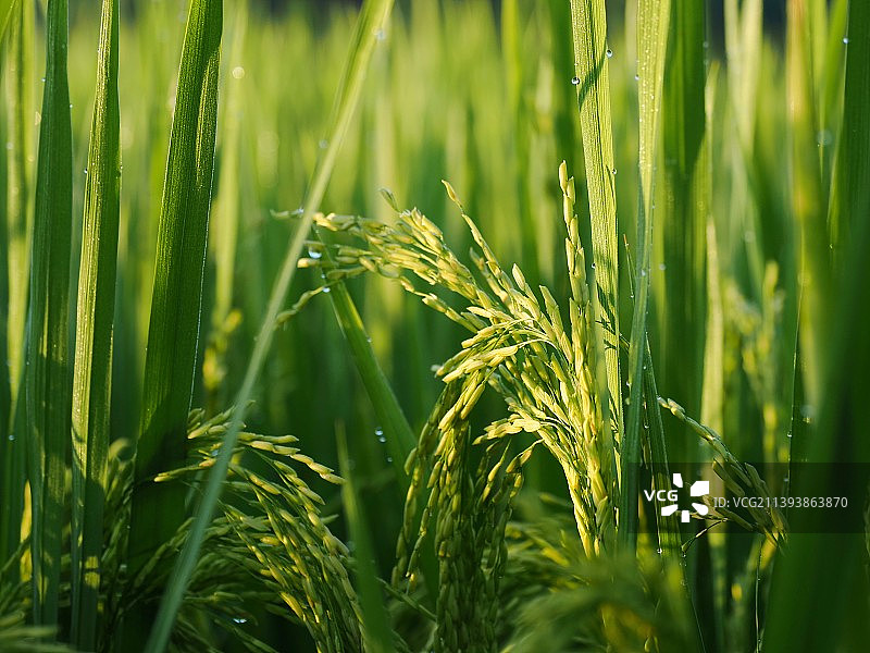 丰收麦穗图片素材