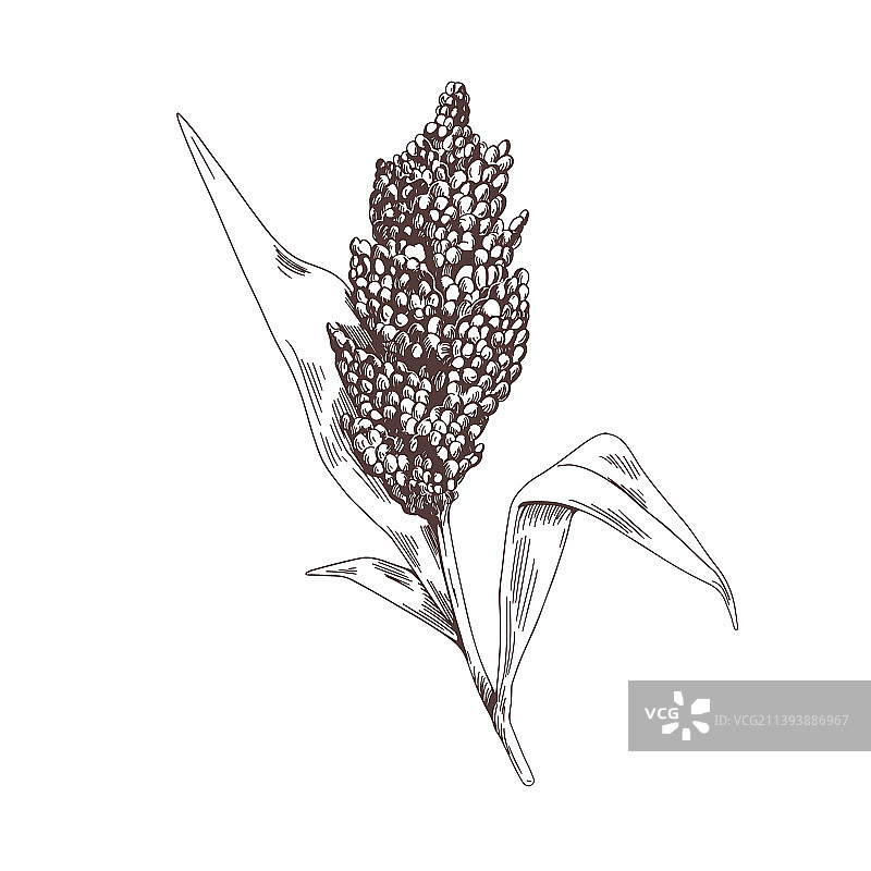 高粱植物复古植物素描图片素材