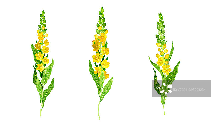 开花的毛蕊花草甸植物，黄色花朵图片素材