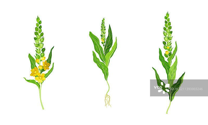 毛蕊花药用植物套装图片素材
