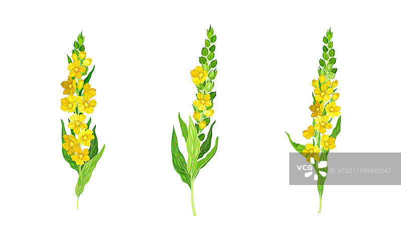 毛蕊花药用植物图片素材