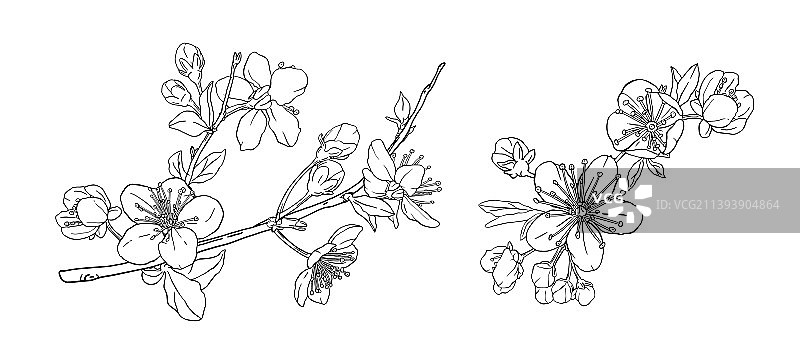 樱花和苹果花树枝图片素材