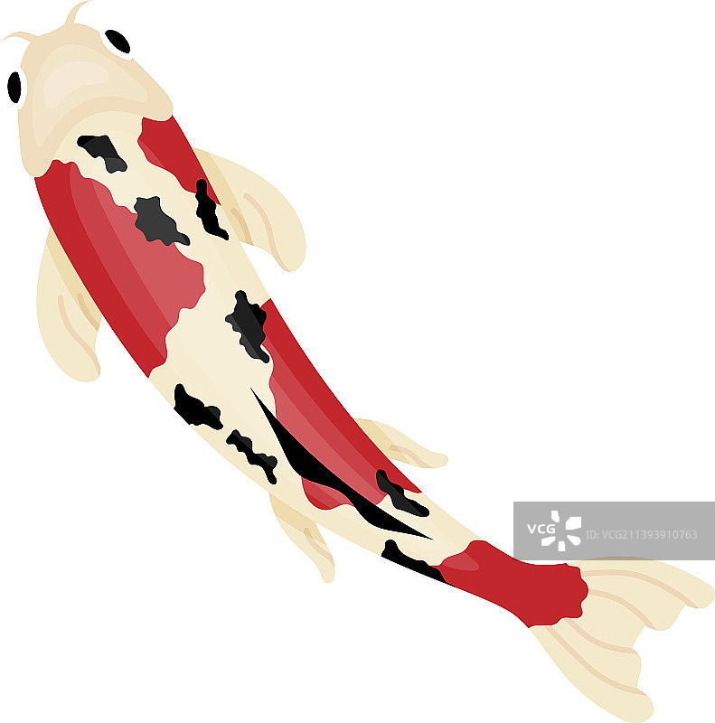 中国鲤鱼俯视彩色斑点鱼图片素材