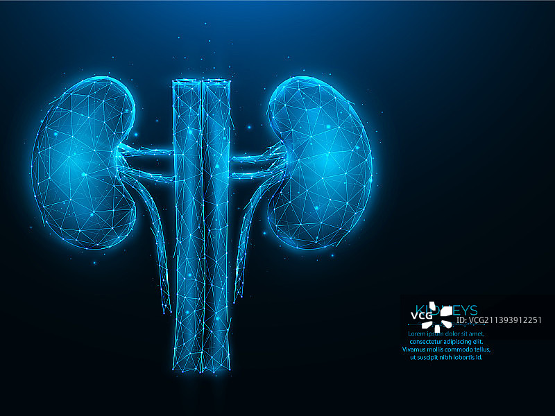 深蓝色背景上的人类肾脏多边形图片素材
