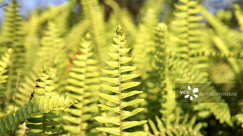 波士顿蕨 蕨类植物层叠叶子图片素材