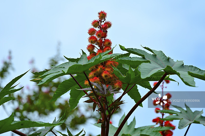 鸿运当头（蓖麻花开）图片素材