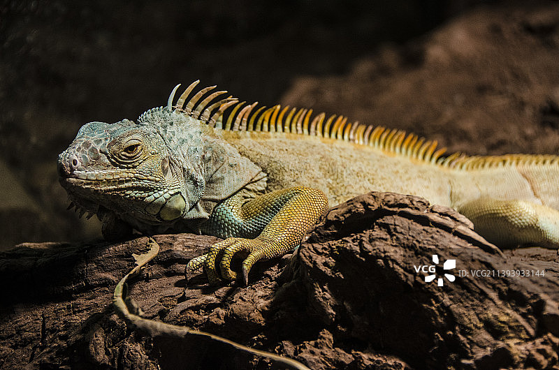 绿鬣蜥图片素材