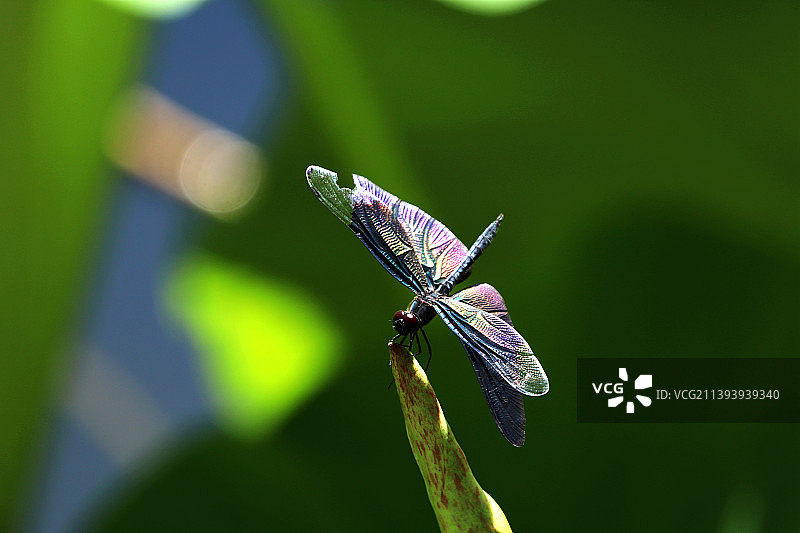 蜓立尖尖角图片素材