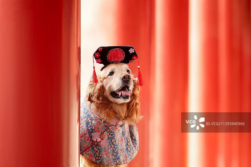 中国风的金毛寻回犬图片素材