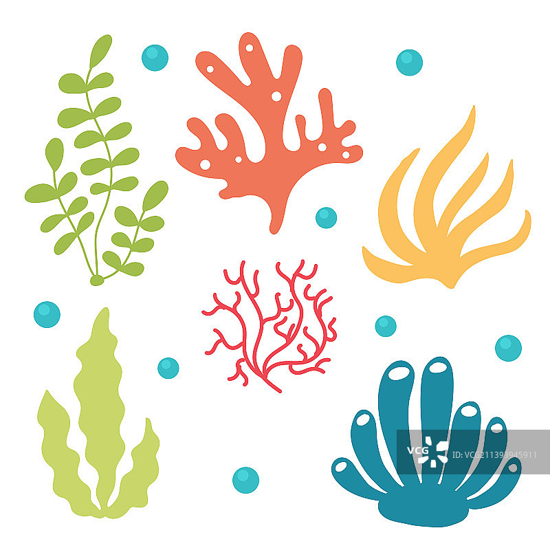 明亮的海藻和珊瑚组合图片素材