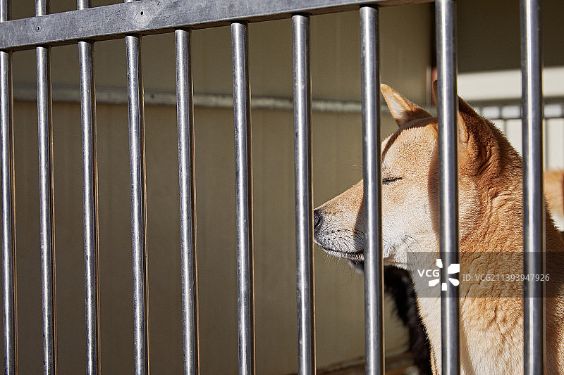 金属笼，金属网，被遗弃的狗图片素材