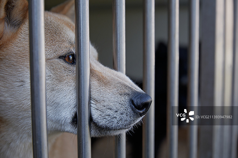 金属笼，金属网，被遗弃的狗图片素材