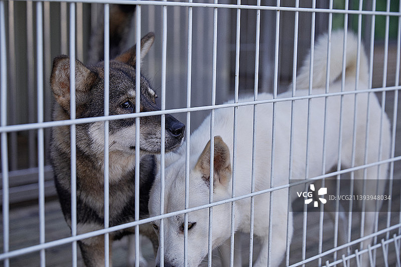 金属笼，金属网，被遗弃的狗图片素材