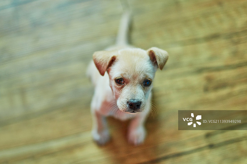 可爱宠物小狗图片素材