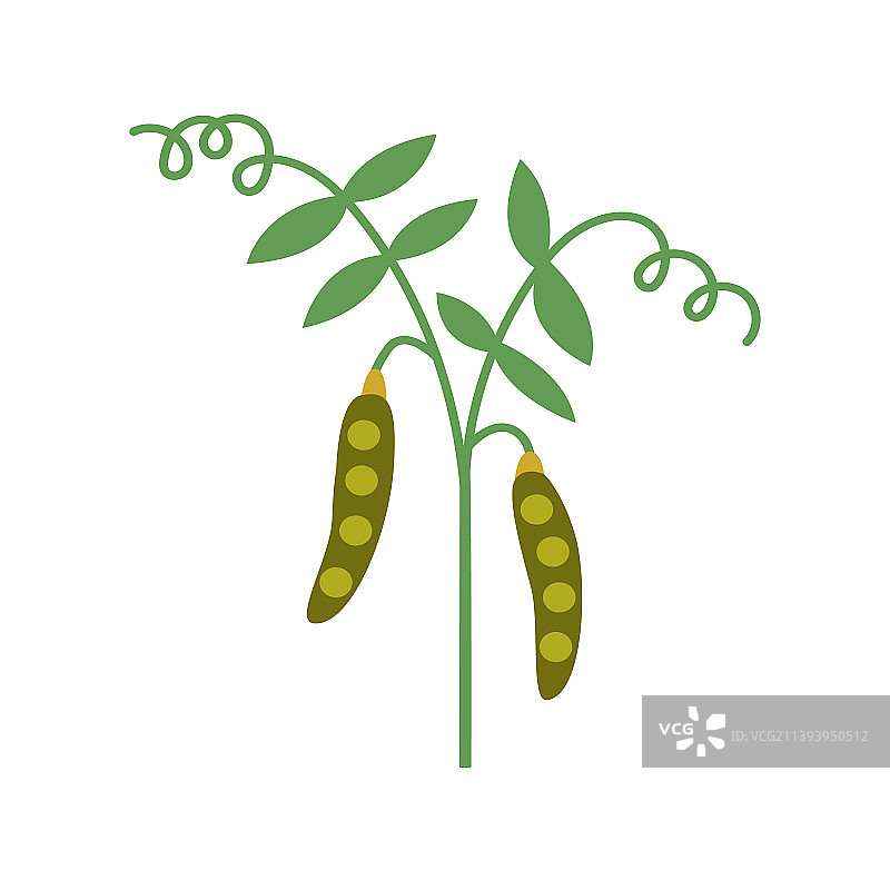 绿色收获豆茎图片素材