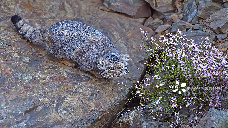 干枝梅旁的兔狲图片素材