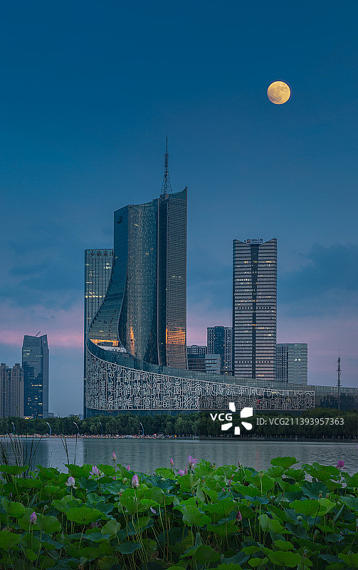 合肥天鹅湖广电荷花图片素材