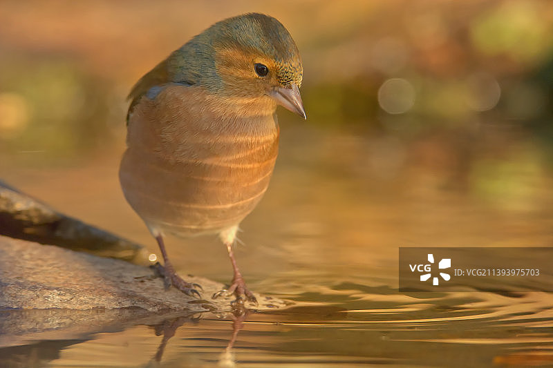 近距离拍摄栖息在岩石上的鸣禽雀，罗马尼亚图片素材