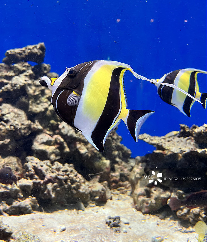 海中热带蝴蝶鱼特写图片素材