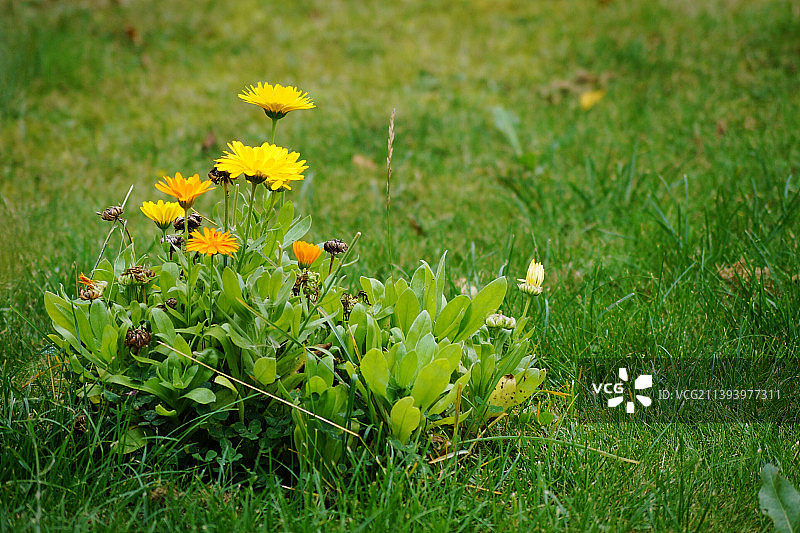 田野上黄色开花植物的特写图片素材