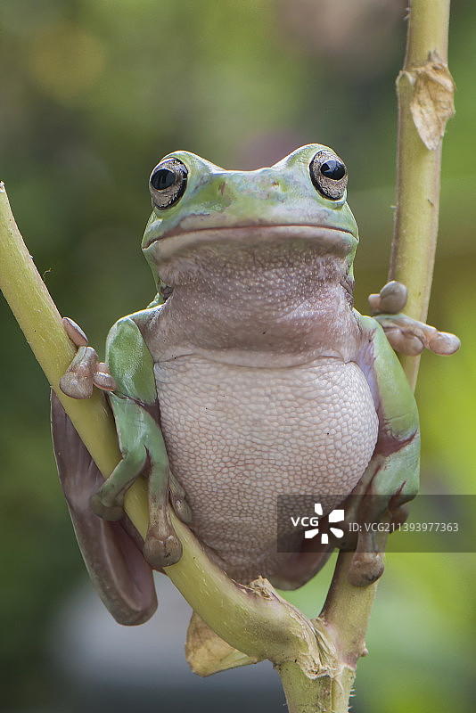 印度尼西亚中爪哇的树枝上的红色树叶特写图片素材