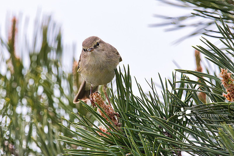 德国锡特森的松树上的柳莺图片素材