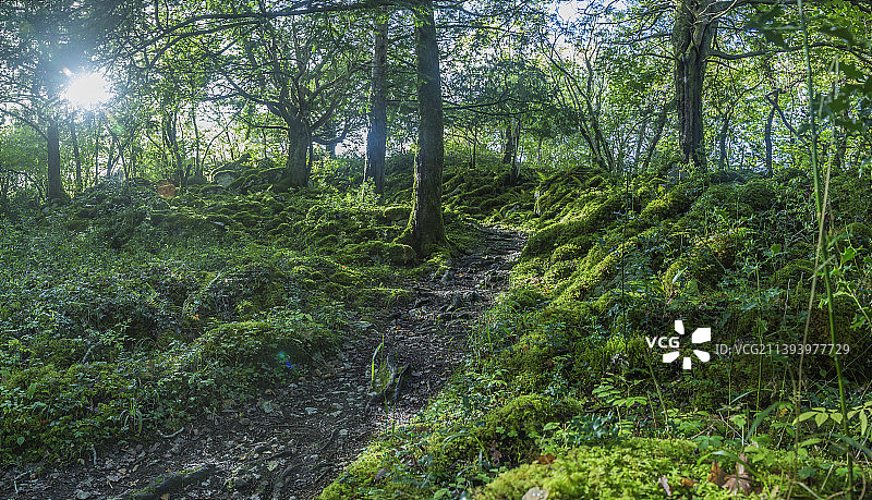 爱尔兰基拉尼国家公园的茂密绿色森林图片素材