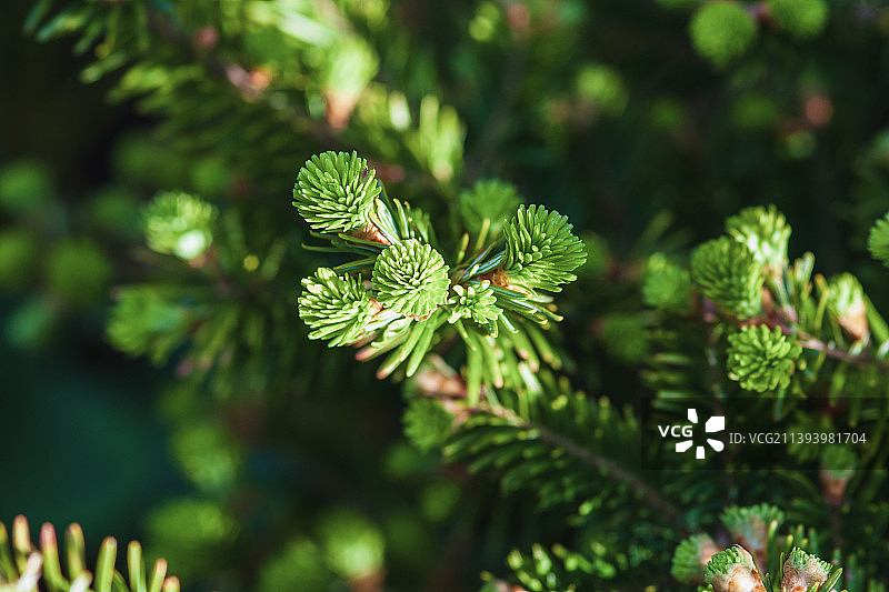 圣诞树欧洲冷杉树枝与春天嫩芽图片素材