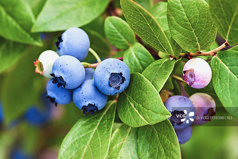 灌木丛上成熟的蓝莓特写图片素材
