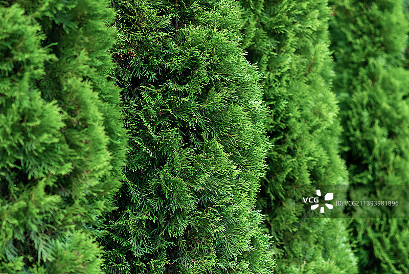 绿色北美乔柏树篱特写图片素材