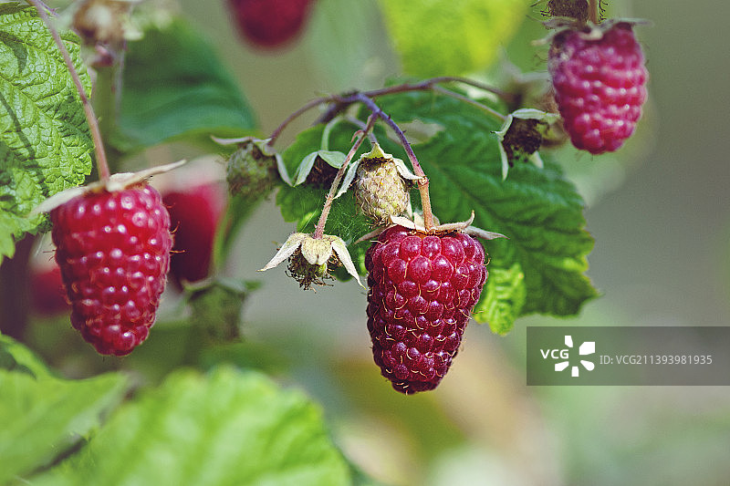 植物上生长的覆盆子特写图片素材